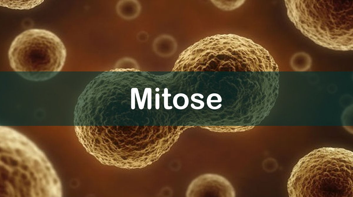 Questões sobre Mitose