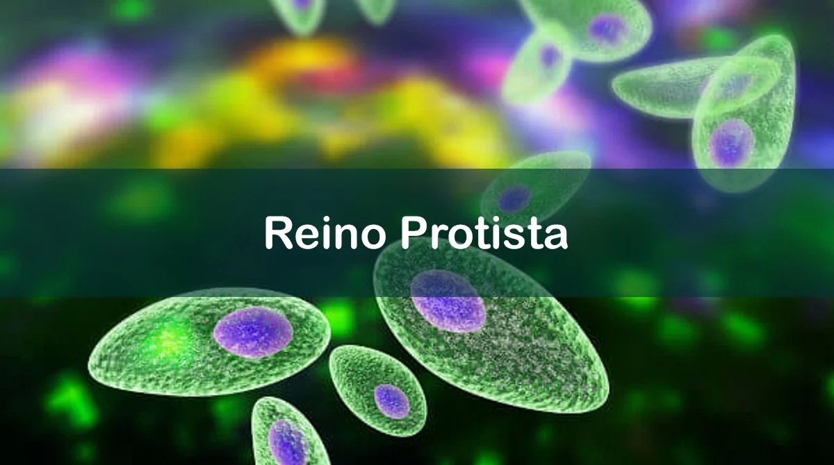 Questões sobre Reino Protista