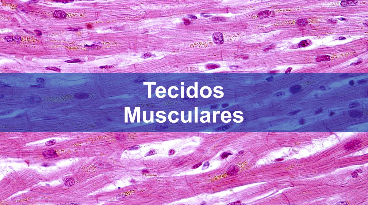 Questões sobre Tecidos Musculares