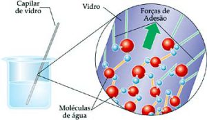 Composição Química da Célula: Água e Sais Minerais
