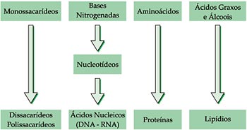 Composição Química das Células