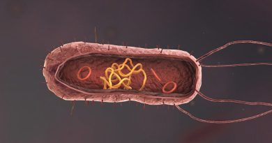 Estrutura interna de uma Bactéria, microorganismo procarioto