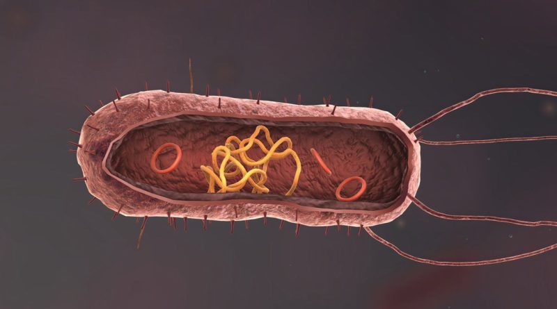 Estrutura interna de uma Bactéria, microorganismo procarioto