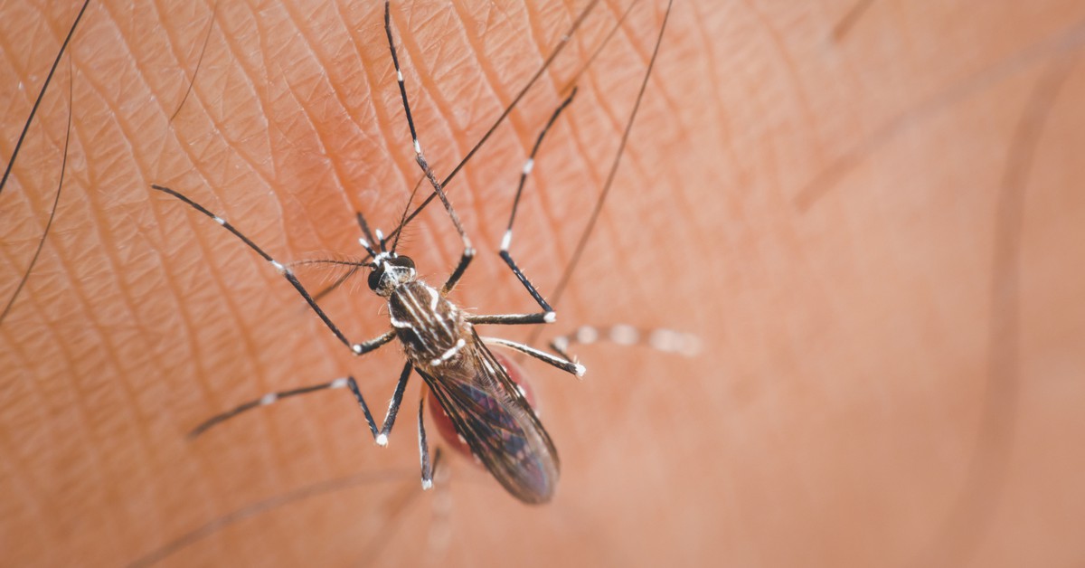 Mosquito Aedes Aegypti (vista de cima)