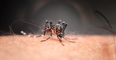 Mosquito Aedes Aegypti (vista de frente)