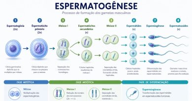 Questões comentadas sobre espermatogênese Questões comentadas sobre espermatogênese