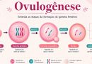 Questões comentadas sobre ovulogênese