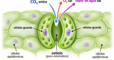 Questão comentada sobre transpiração vegetal, da UFMA Questão comentada sobre transpiração vegetal, da UFMA